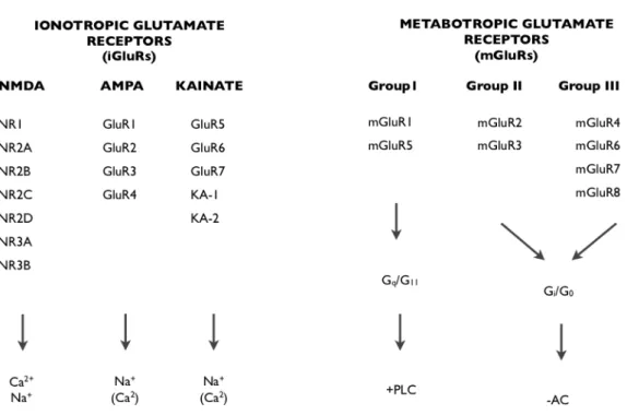 Fig.  5-1  Glutamete  Receptors  and  their  constitute  subunits.  iGluRs  can  be  subdivided  based  on  sequence  homology  and  pharmacology,  and  are  tetrameric  complexes  that  allow  the  conductance  of  cations such as Ca2+ and Na+