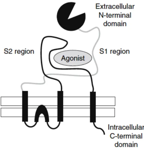 Fig. 5-2 Schematic representation of a ionotropic glutamate receptors (adapted from Kew and Kemp,  2005)