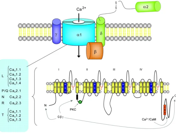 Fig. 5-6 General structure of voltage -gated calcium channels (VDCCs) (Bennaroch, 2007)