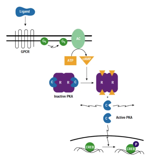 Fig. 5-7 Activation of PKA (from: http://homepages.strath.ac.uk/~dfs99109/BB329/MCSlect6.html)