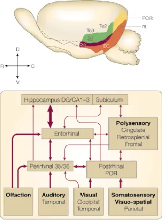 Fig  1.7.  Location  of  the  Prh  in  the  rat  brain  and  schematic  representation  of  connections  to  and  from  other  brain  areas