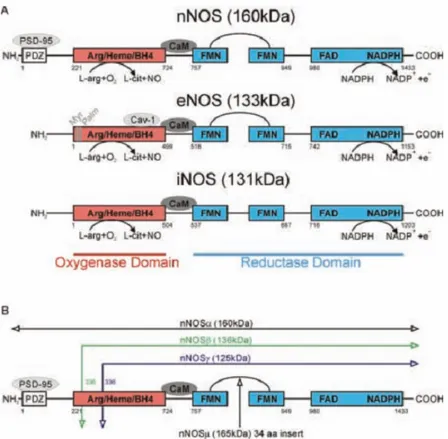 Fig  1.9.  A.  Schematic  representation  of  the  genes  encoding  for  the  three  isoforms  of  the  NOS