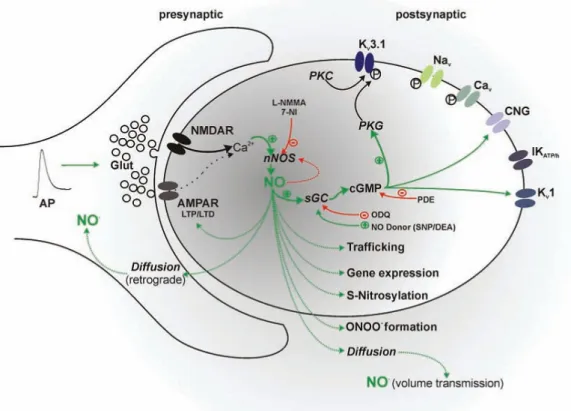 Fig  1.11.  Schematic  representation  of  NO  production  and  downstream  signalling  at  a   glutamatergic  synapse