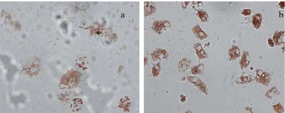 Fig. 1.17. Haemocytes from mussels M. galloprovincialis in which more than 50% of the lysosomes  have  leached  the  dye  into  the  cytosol  (a)  and  contrariwise  with  healthy  lysosomes  retaining  the  neutral red inside them (b) (magnification 400x)