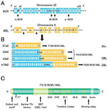 Fig. 1.2 Three BCR-ABL variants and association of leukemia types. (A) Locations of the breakpoints in the  ABL  and  BCR  genes  and  (B)  structure  of  the  chimeric  BCR-ABL  mRNA  transcripts  derived  from  the  various  breaks