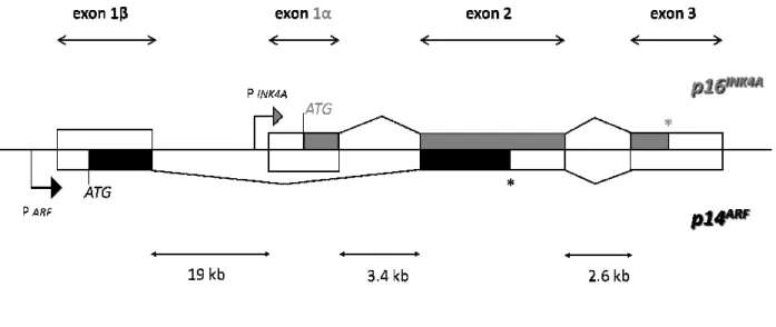 Fig. 1.5 Organization of the CDKN2A