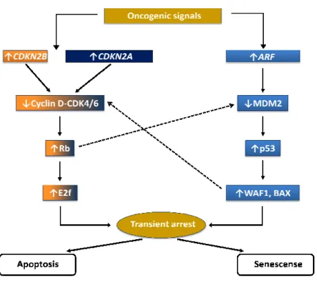 Fig. 1.6 The CDKN2A/ARF/CDKN2B INK4 family of cyclin.dependent kina