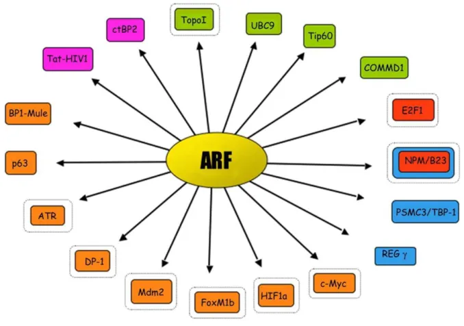 Fig. 1.8 A schematic view of the ‘‘ARF harem’’. ■ Orange is for partners  whose activity is blocked by ARF