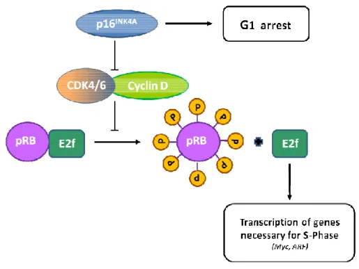 Fig. 1.11 p16 INK4A  /pRB pathways. p16