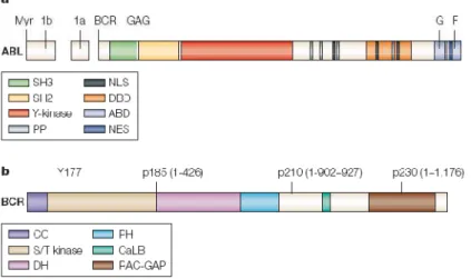 Fig. 1.1 Schematic representation of the Abl (a) and Bcr (b) proteins. There are several important domains that  make up ABL and BCR proteins  13 