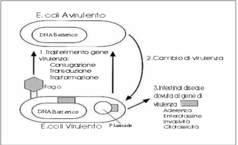 Figura 5 Esempio di acquisizione/perdita di virulenza modificato da: Medical  Microbiology, 4th edition – Capitolo 7, Bacterial Phatogenesis figura 7-2 (66)