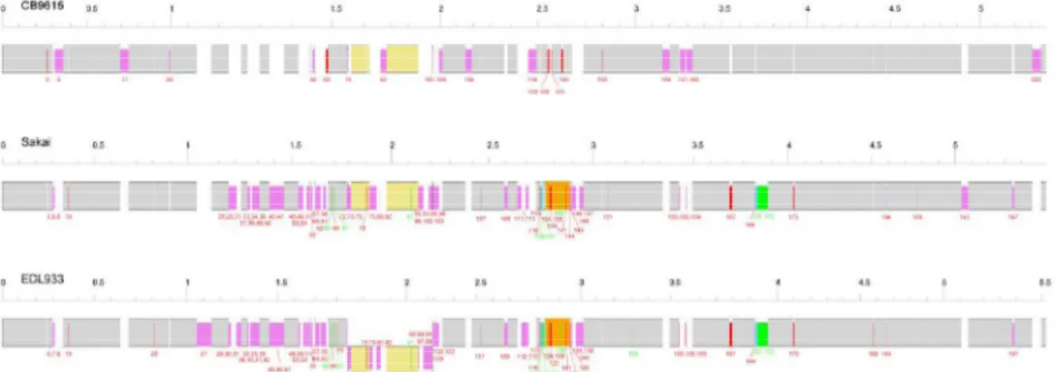 Figura  1Alignment  of  the  genomes  of  CB9615,  Sakai  and  EDL933.  Scales  are  Mbp