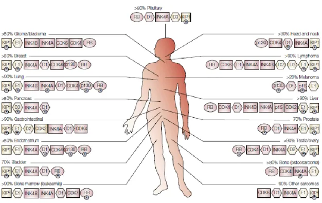 Figure 9. Mutations of G1-S regulators in human cancer 