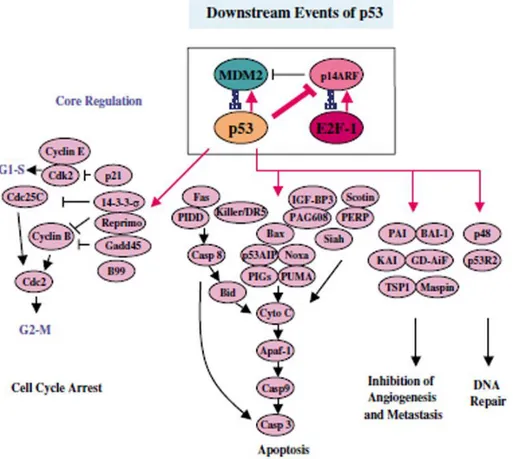 Figure 11. Downstream targets of the p53 transcription factor mediate its different biological  outcomes