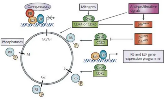 Figure 12. Schematic of pRb pathway in cell cycle control . 