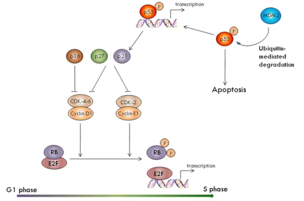 Figure 14. Schematic representation of the molecular networking model for p53 and pRb 