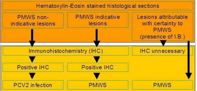 Figura 2.1. Algoritmo diagnostico per la diagnosi di PMWS (Sarli et al., 2009). 