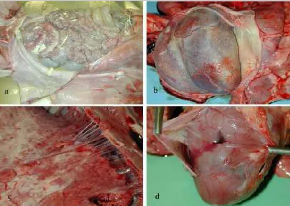 Figura 2.2.  Suino. Polisierosite con flogosi sierofibrinosa da sub-acuta a cronica. a: Peritonite siero- siero-fibrinosa acuta