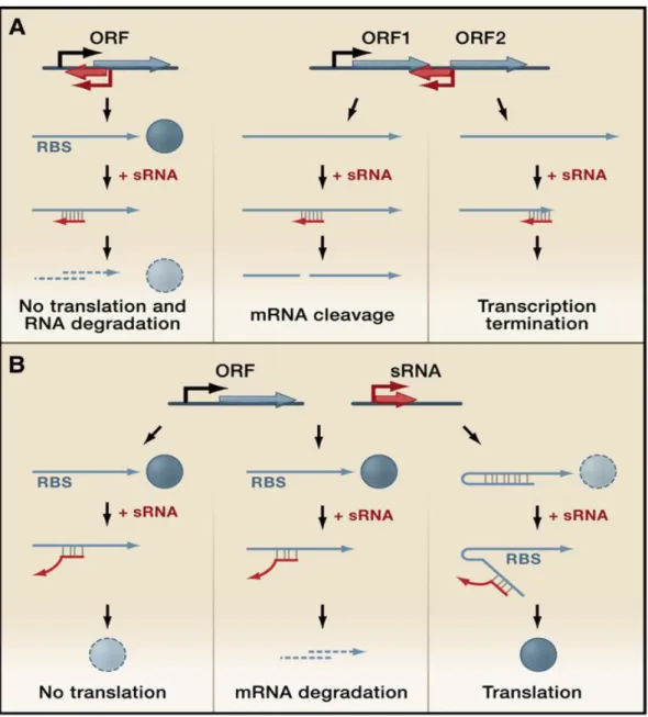Figure 4 Gene regulation mediated by regulatory RNAs which act by base-pairing (Waters &amp; 