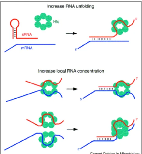 Figure 5: Mechanisms by which Hfq might facilitate sRNA-mRNA basepairing. (Storz et  al., 2004) 