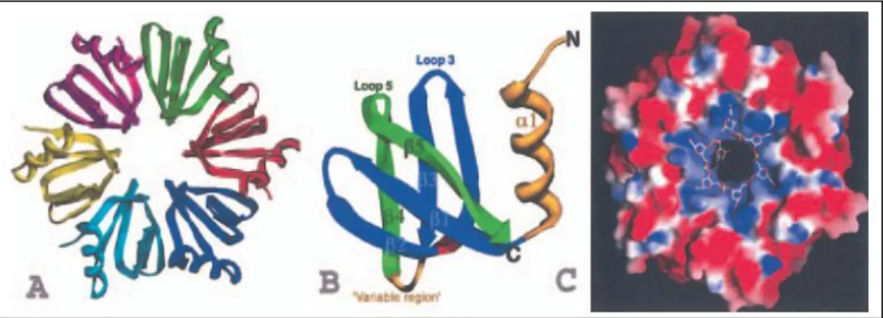 Figure 6. Structures of the S. aureus Hfq and an Hfq–RNA complex. (Valentin-Hansen et al,  2004) 