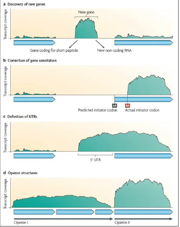 Figure 9: Different applications of RNA-seq (Sorek &amp; Cossart, 2010) 