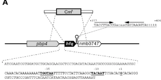 Figure 10: The hfq locus of N. meningitidis. (A) Diagram of the hfq locus in the genome of  N