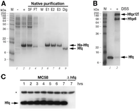 Figure  11  :  (A)  Expression  and  purification  of  the  recombinant  Hfq  protein