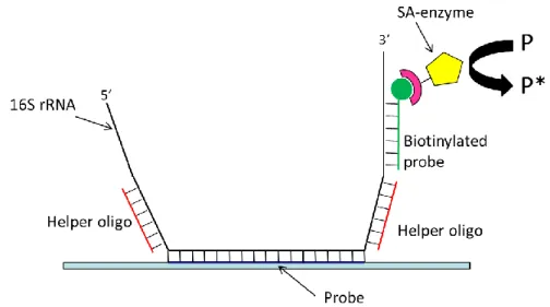 Fig.  1.6. Implementation  scheme  of  the  detection  of  RNA  based  on  alkaline  phosphatase