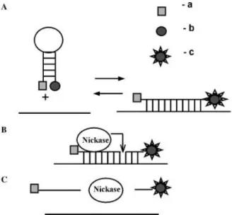 Fig. 1.8. Scheme of the nickase amplification. Picture taken from Zheleznaya et al. 32 