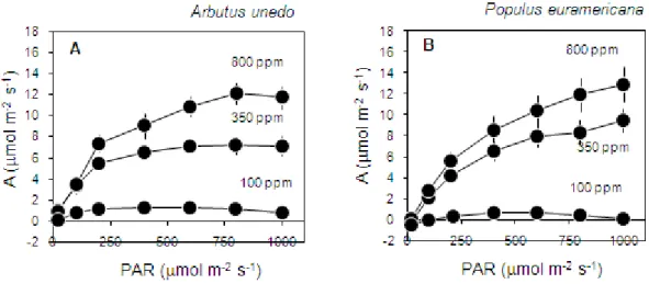 Fig. 4 Response of CO 2  assimilation rate (A) to variation in light intensity (PAR,  photosynthetically active radiation) under three different constant levels of CO 2 concentration (800, 350 and 100 ppm) in Arbutus unedo (A) and Populus  euroamericana (B