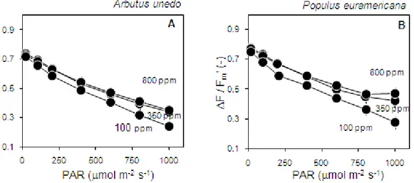 Fig. 5 Response of PSII photochemical yield (F/F m ') to changes in photosynthetically  active radiation (PAR) under three different constant levels of CO 2  concentration  (800, 350 and 100 ppm) in Arbutus unedo (A) and Populus euroamericana (B)  leaves