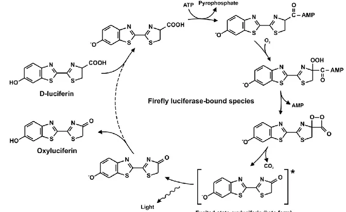Figure 3: Mechanism of reaction of firefly luciferase and D- luciferin 