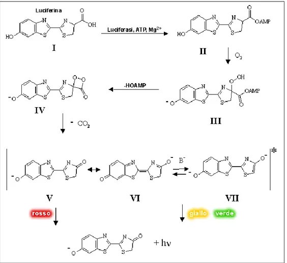 Figure 6 . Mechanism of reaction with different hypotesis on the variation of colour emission