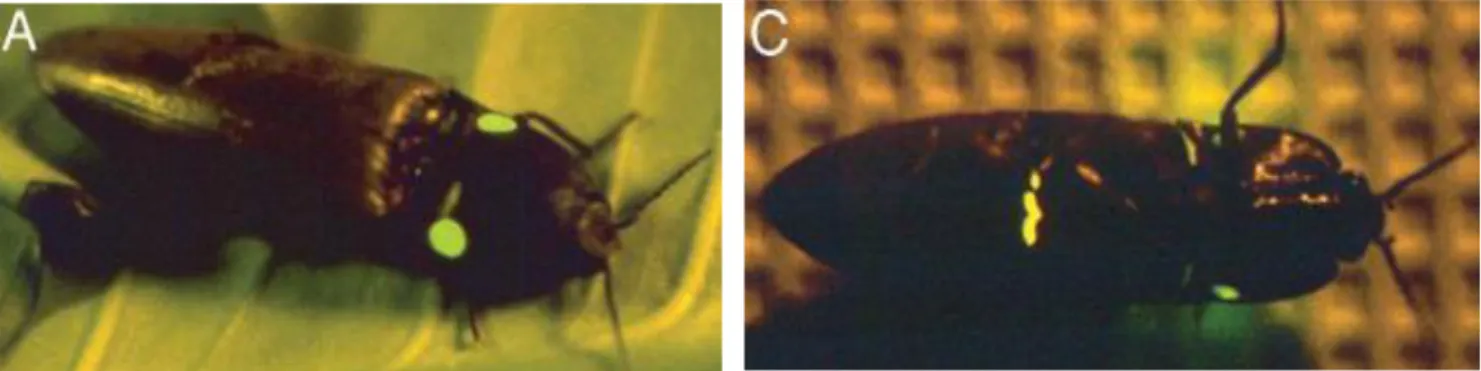 Figura  7:  Pyrophorus  plagiophthalamus  emits  green  light  form  the  dorsal  organ  (A)  and  orange from the ventral ones (B)  