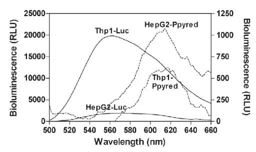 Figure 2.A. Pseudocolor image of flux values in photons per second for serial dilutions of HepG2-Luc  and  Ppyred  ranging  from  1.2x10 4   to1x10 6   cells  2.B