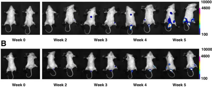 Figure  5.  Serial  BL imaging  of  mice  inoculated  with Thp1-Luc  (Upper  images)  or  Thp1  -Ppyred  cells  (lower images)
