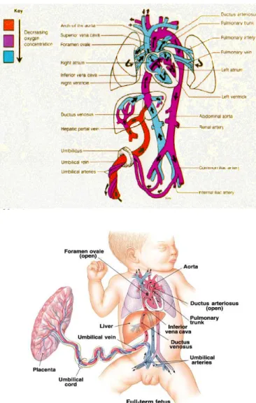 Figure 2: on the top and on the bottom, pictures of foetal blood circulation 