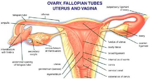 Figure 5: uterus or womb 