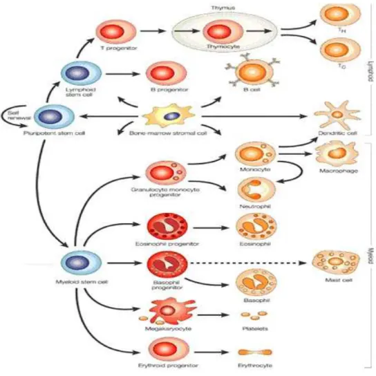 FIG  1 :  EMOPOIESI:  La  cellula  staminale  pluripotente  può  seguire  linee  di  maturazione  morfologicamente  e  funzionalmente  diverse,  a  seconda  del  condizionamento  determinato  dal  tipo  di  stimolo  o  di  mediatore  presente