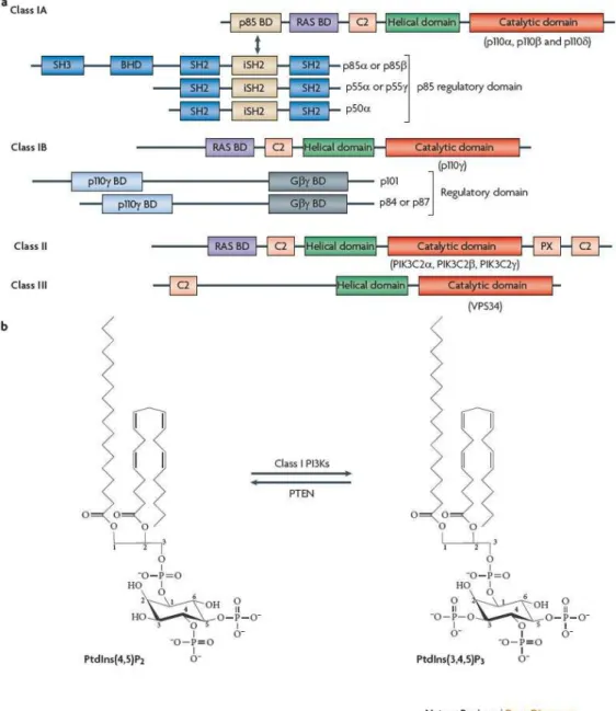 FIG. 3:  La famiglia delle Fosfoinositide 3 chinasi PI3K. a) PI3K classi I, II e III. b)  Attività chinasica delle PI3K di classe I sul PtdIns(4,5)P2