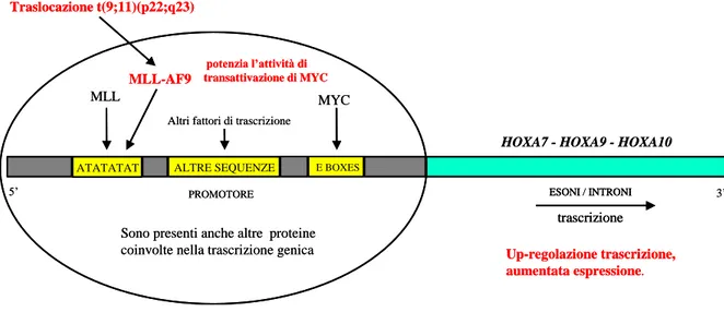 Figura  3.  Schema  dell’ipotetica  regolazione  trascrizionale  dei  geni  HOXA  (dedotto  dai  dati  di  letteratura  riportati  nel  testo)
