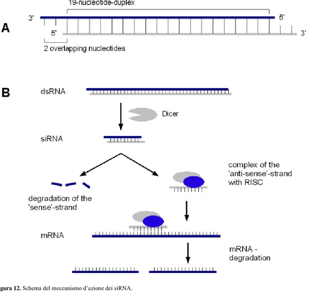 Figura 12. Schema del meccanismo d’azione dei siRNA. 