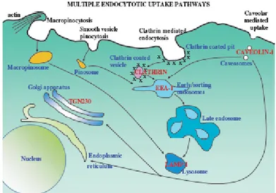 Figura 14. Pathway di endocitosi coinvolti nell’uptake cellulare di siRNA  [136] . 