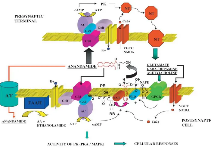 Fig  1.8:  L’anandamide  è  rilasciata  a  partire  dal  suo  precursore,  (N-arachidonoyl-phosphatidylethanolamine,  NAPE,  grazie  all’azione  della  fosfolipasi  D  (PLD)  attivata  dalla  depolarizzazione  mediata  da  un  recettore  accoppiato  a  pro