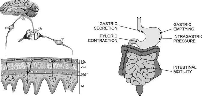 Fig. 1.10:  localizzazione del sistema endocannabinoide nel sistema nervoso enterico e principali siti d’azione   