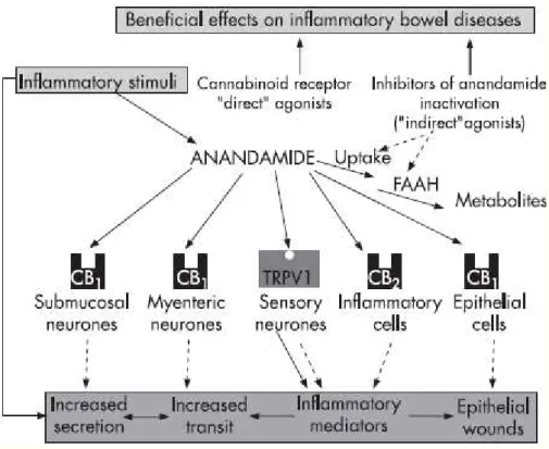 Fig 1.12:  Lo  stimolo  infiammatorio  causa  un  aumento  dei  livelli  di  anandammide  e  di  espressione  dei  rectterori  CB1 e CB2 a livello intestinale, l’effetto finale è quello di  minimizzare tutte quelle alterazioni caratteristiche dello  stato 