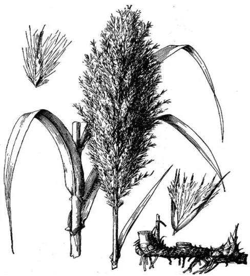 Figura 4: Tavola botanica Arundo donax L. 