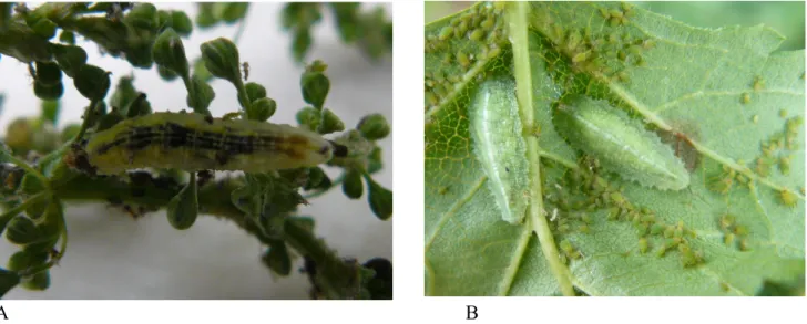 Fig. 2.1. Larve di Sirfide; A: larva di Episyrphus balteatus; B: due larve di Epistrophe eligans