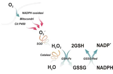 Fig  2.3  Principali  difese  antiossidanti  enzimatiche.  SOD  (superossido  dismutasi);  GSHPx  (glutatione  perossidasi); 